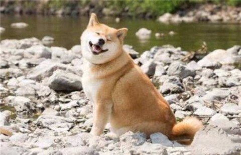 为什么那么多舔狗?怎么追女生才不会沦为舔狗? 为什么那么多舔狗?怎么追女生才不会沦为舔狗?第3张